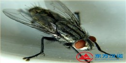 蒼蠅太多了用什么方法消滅才能去除干凈？